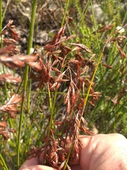 Thamnochortus fraternus