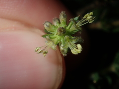 Opercularia spermacocea