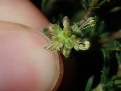 Opercularia spermacocea