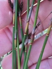 Thamnochortus fraternus