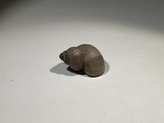Pomatias elegans