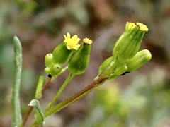 Senecio glossanthus