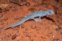 Strophurus ciliaris