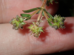 Opercularia spermacocea