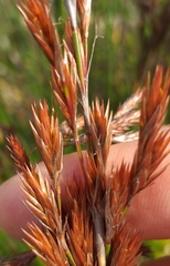 Thamnochortus fraternus
