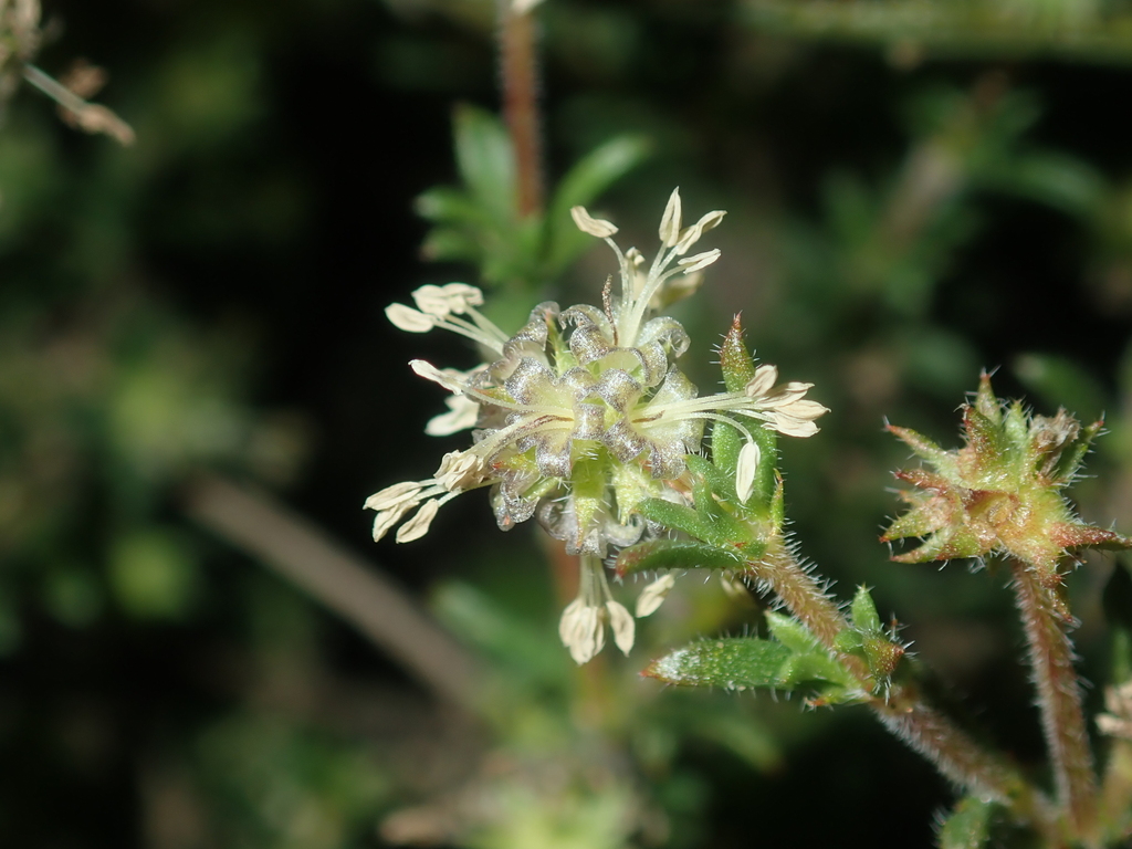 Opercularia spermacocea