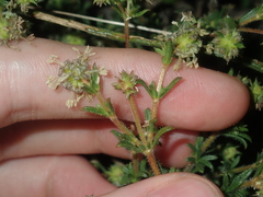 Opercularia spermacocea