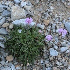 Armeria cantabrica