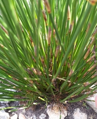 Thamnochortus fraternus