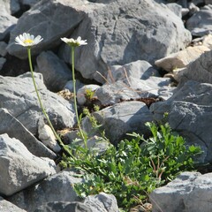 Leucanthemum cacuminis