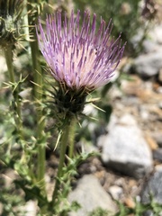 Cirsium eatonii