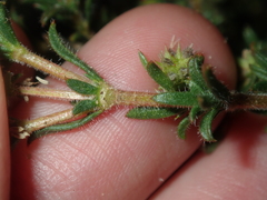 Opercularia spermacocea