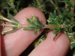 Opercularia spermacocea