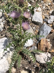 Cirsium eatonii