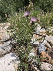 Cirsium eatonii