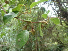 Actinidia callosa discolor