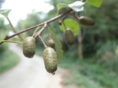 Actinidia callosa discolor