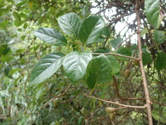 Actinidia callosa discolor