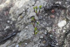 Euphorbia foliosa
