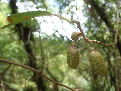 Actinidia callosa discolor