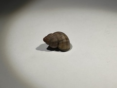 Gastropoda