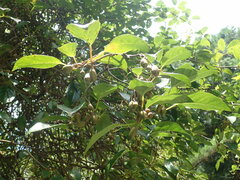 Actinidia callosa discolor