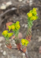 Euphorbia foliosa