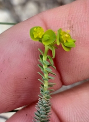 Euphorbia foliosa