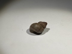 Gastropoda