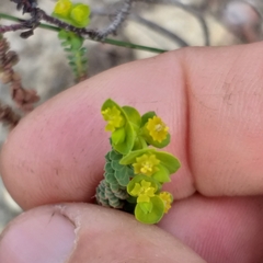 Euphorbia foliosa