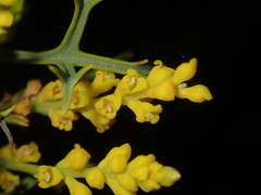 Synaphea spinulosa