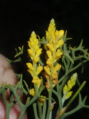 Synaphea spinulosa