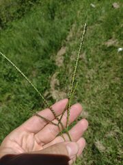 Paspalum minus