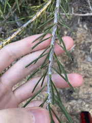 Petrophile brevifolia