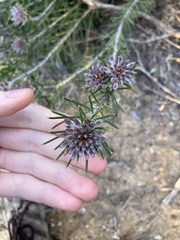 Petrophile brevifolia