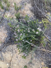 Petrophile brevifolia