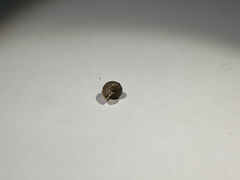 Gastropoda
