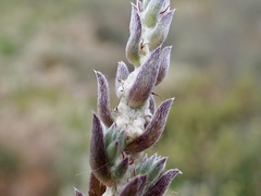 Malacocera tricornis