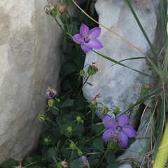 Campanula arvatica