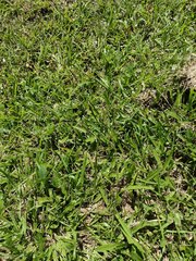 Paspalum minus