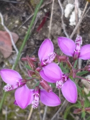 Polygala umbellata
