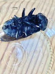 Cuterebra tenebrosa
