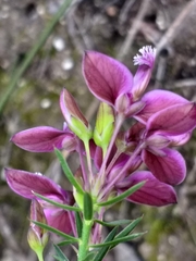 Polygala umbellata