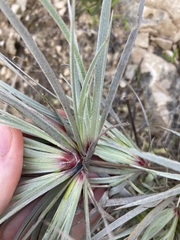 Conostylis candicans