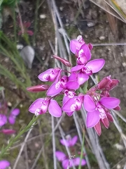 Polygala umbellata
