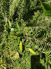 Canavalia cathartica