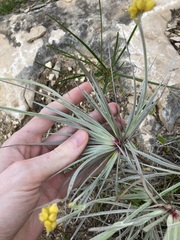 Conostylis candicans
