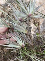Conostylis candicans
