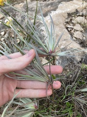 Conostylis candicans