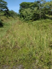 Themeda villosa